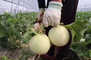 田里田鼠吃田瓜,田野间的和谐共生