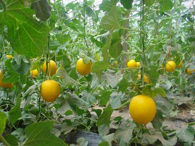 梦见我吃田瓜,揭秘“我吃田瓜”的神秘寓意