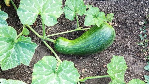 瓠瓜通常怎么吃最好