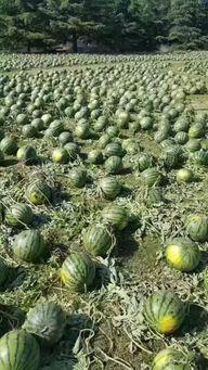 北湖桥吃瓜事件,一场引发社会热议的网络风波