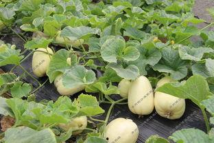 银瓜如何吃,解锁美味新体验