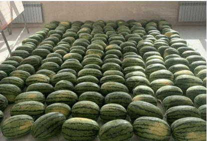 西安校园吃瓜,揭秘校园里的那些事儿