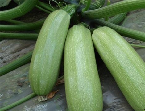 吃田瓜有什么好处