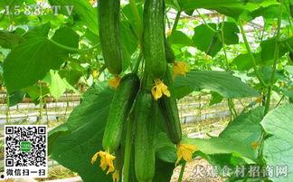 瓜吃辣椒,探寻辣椒与瓜果的奇妙融合之旅