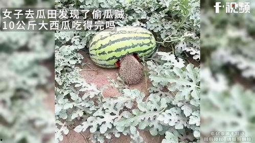 瓜田吃瓜视频,揭秘网络短视频的趣味与争议