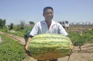 小胖在哪里吃瓜,探寻美食与欢乐的交汇之地
